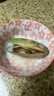 海鲜世家新西兰熟冻原汁全壳青口贝净含量1kg 21-26只/袋原装进口海鲜贝类 实拍图