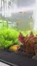 尼特利（NETLEA）水草泥鱼缸净水营养土水族养鱼水藻泥免水洗种植土草缸底砂 二代-自然粒 9L 实拍图