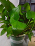 京东绿植绿萝盆栽除甲醛花卉绿植办公室新房净化空气180加仑2盆装源头直 实拍图