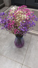爱满（AIMAN）满天星天然干花花束ins网红生日 新房装饰摆件风干真插花家居摆设 白+紫+桃红满天星  【带M款花瓶】 实拍图