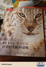 世界野生猫科动物（中国国家地理  科普读物 大猫家族 大猫手绘画册！摄影照片 “猫盟”翻译！老虎 狮子 兔狲 雪豹 豹猫） 实拍图