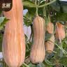 北蔬 南瓜种子苗甜糯板栗味老品种杂交蔬菜种籽 糯妃20老蜜本种子20粒 实拍图