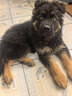 蒂瑞科纯种德牧幼犬弓背黑背德国牧羊犬活体大型狼狗猎犬宠物狗 血统级 实拍图
