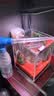 过凡（GUOFAN）鱼缸吸便器小型手动换水器手捏吸便器吸水器吸水管迷你喂食吸粪器 实拍图