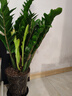 叹为观止 大型盆栽 单杆辫子发财树天堂鸟绿萝散尾葵办公室内开业乔迁礼品 大型金钱树1-1.2米【财源广进】 含盆 实拍图