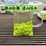 贡苑2026头春头采芽特级小叶苦丁茶250g四川峨眉山茶叶高档礼盒送长辈 实拍图