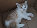 舒腾中华田园小猫咪活体田园猫宠物家养猫咪橘猫幼猫活体土猫狸花猫咪 田园级 橘白 公（幼猫两个月左右） 实拍图