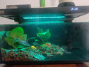 森森金麟超白智能鱼缸小型桌面免换水生态鱼缸一体缸自循环 【过滤升级+自动喂食+除油膜】480+水榕景+加热棒 晒单实拍图