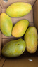 庾丰 海南芒果 新鲜水果生鲜整箱当季大青皮金煌芒 热带孕妇玉芒果 10斤装(净果9斤)单果200g+ 实拍图