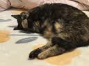 自然光环Halo【成猫健美】美国进口猫粮无谷主粮大袋宠物成年减肥干粮蓝猫 健美体态鸡肉味试吃113g*7 下单抽奖·满赠好礼~详情请入会 实拍图