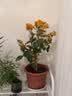 临雅三角梅盆栽四季爬藤植物室内阳台种植树苗耐寒老桩加州黄源头直发 实拍图
