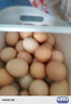 京鲜生 无抗保洁鲜鸡蛋30枚/盒 健康轻食 礼盒送礼 1.5kg/盒 源头直发 实拍图