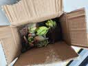 【新人专享】虹之玉多肉植物彩色系列红色精品多肉办公室室内 随机多肉5颗不重复 实拍图