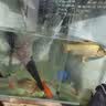 柏羽野钓打窝料鲫鱼鲤鱼草鱼鳊鱼底窝钓鱼饵料玉米谷麦粒酒糟老坛发酵 春夏酵香窝5.4斤 实拍图