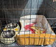 腆宠狗笼猫笼 狗笼子中小型犬带厕所幼犬狗窝猫笼子大号家用围栏兔笼 实拍图