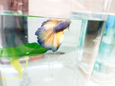 YEE亚甲基蓝鱼缸消毒杀菌观赏鱼锦鲤白点净水烂身烂尾235ml 实拍图