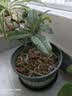 桂花树苗盆栽室内四季桂花卉植物金桂丹桂庭院大树浓香型绿植开花 四季桂花高20-30cm高左右【原土球发货】 实拍图