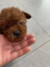 果粒之星纯种灰泰迪泰迪幼犬小型犬贵宾犬宠物狗活体小狗 宠物级 灰泰迪 实拍图
