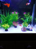 森森（SUNSUN）鱼缸造景水族装饰水草植物摆件水族箱造景仿真水草前中景草 ZJ-101B 实拍图
