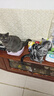 耐威克猫零食猫条 混合口味美毛补水 成猫幼猫湿粮猫咪猫零食66支 实拍图