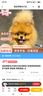 混血博美幼犬活物犬纯白聪明小体宠物狗真狗茶杯犬超萌 混血级 博美混血+公 晒单实拍图