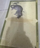 达豪 老鼠贴一粘鼠板窝灭大老鼠神器端加大加厚捕鼠器家用10张装 实拍图