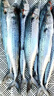 新鲜捕捞青岛大鲅鱼蓝点马鲛鱼渤海燕尾鲐鲅鱼净重无冰衣 5斤【8条装】 实拍图