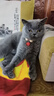 卫仕（NOURSE） 卫仕主食功能猫条 猫湿粮 全价猫咪零食幼猫成猫极光条 16g*50支 实拍图