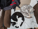 贵为（GiGwi）逗猫玩具电动滑动发声老鼠小猫咪自嗨解闷神器磨牙宠物玩具逗猫棒 实拍图