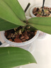 新西兰进口松树皮发酵腐熟松鳞兰花专用植料蝴蝶兰石斛营养土肥料 新西兰进口松树皮：统装 2斤【2斤*1袋】 实拍图