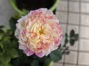 宝洁日本进口宝洁洗衣凝珠洗衣球4D碧浪花香柔顺剂持久留香 紫色薰衣草花香13颗*6盒 实拍图