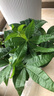花翁大盆三杆发财树绿植盆栽招财植物办公室内开业盆景金钱树源头直发 实拍图