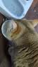麦德氏IN猫用护毛胶原蛋白卵磷脂500g 猫咪卵磷脂美毛护肤营养品  实拍图