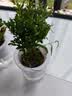 萌肉居小叶赤楠盆栽室内绿植花卉养盆景常绿小叶赤楠苗+早安盆源头直发 实拍图