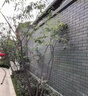 青砖仿古砖围墙庭院地砖中式古建面砖外墙青砖片墙面砖文化砖 12*24 实拍图