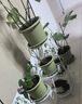 蜗家 花架装饰架阳台多层绿萝架层架客厅落地铁艺简约花架多肉花盆架 花架-白色- 实拍图