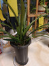 劉閣蘭花超香建兰四季兰当年开花壮苗满屋飘香室内四季常青花卉盆栽草 5苗连体【变异蓝宝石】带黑色兰盆 实拍图