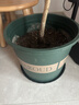墨斗鱼花盆加仑盆加厚高款2加仑*3多肉绿萝月季盆栽树脂塑料简约带托盘 实拍图