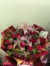 浪漫季节鲜花速递同城配送红玫瑰花束表白女友生日礼物结婚纪念日全国花店 19朵红玫瑰+6朵粉百合 今日达-【可预约送花时间】 实拍图