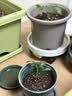 爱丽思（IRIS）阳台种菜盆家庭长方形蔬菜种植盆大号长条盆家用大花盆种菜专用箱 绿色730 容量40L 盆托套装（1套） 实拍图