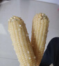 京鲜生东北白糯玉米250g*10棒 新鲜甜糯玉米棒真空包装粘玉米 源头直发 实拍图