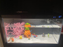 米家智能生态鱼缸还原自然生态 智能鱼缸+滤芯套装 实拍图