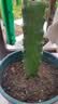 花翁火龙果树果苗盆栽南北方种植 【软枝大红】3棵装30厘米高源头直发 实拍图