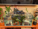 高清热弯浮法透明玻璃鱼缸客厅家用造景装饰生态中小型生态金鱼缸 热弯鱼缸-裸缸 长50*宽27*高30cm 实拍图