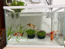 森森（SUNSUN）超白鱼缸一体缸自循环客厅桌面小型家用水族箱HEJ-380 晒单实拍图