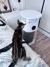 唯品森活【飓风吸力丨全屋净化】空气净化器宠物吸毛猫狗家用去臭除甲醛异味神器除过敏原杀菌猫狗专用机 【顶配升级款丨养宠家庭必备】全屋0浮毛 APP远程操控丨30天免费试用 实拍图