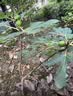 花行榜无花果树苗大果矮化盆栽种植 波姬红粗1.5公分/高60cm-1m源头直发 实拍图