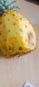 广东徐闻香水菠萝新鲜水果生鲜热带孕妇水果整箱包邮 1个装 单果1.3-1.5斤 实拍图
