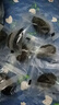 阳光南疆新疆西梅干独立袋装喀什大西梅无添加蔗糖孕妇零食果干500g 实拍图