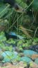 疯狂水草孔雀鱼活体水族宠物观赏鱼冷水耐活小型热带鱼淡水鱼苗 【B大型3-5cm】 新国潮-观背孔雀4条 实拍图